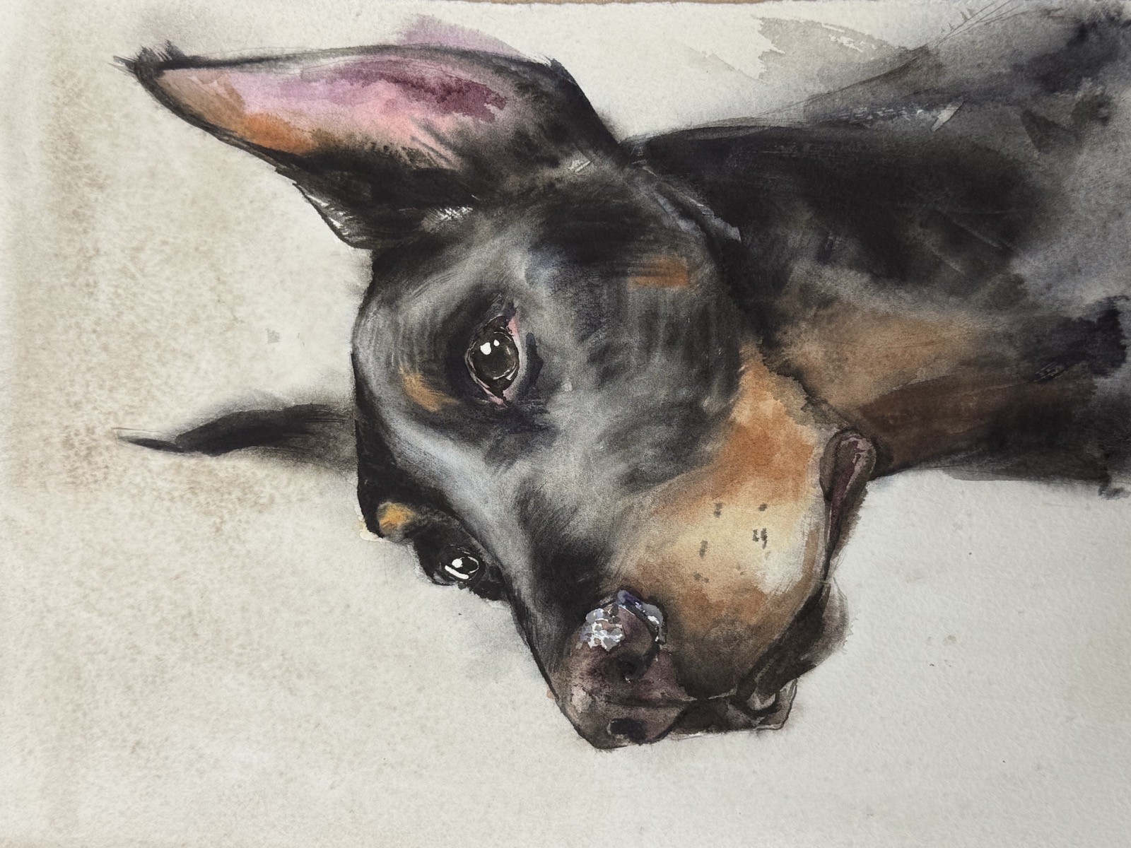 Watercolor portrait of Doberman