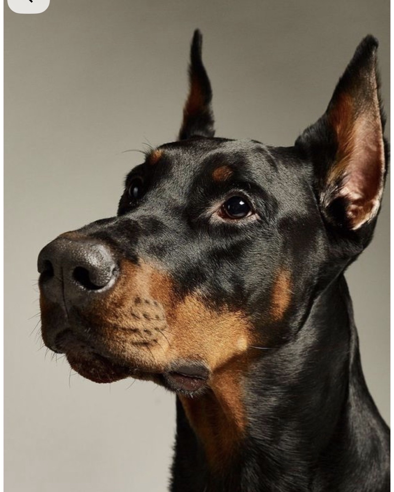 Reference photo of Doberman