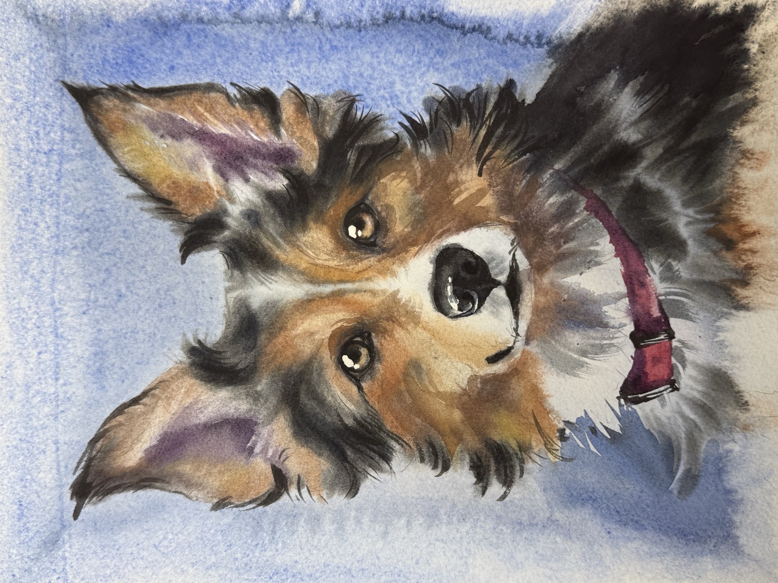 Watercolor portrait of Corgi mix
