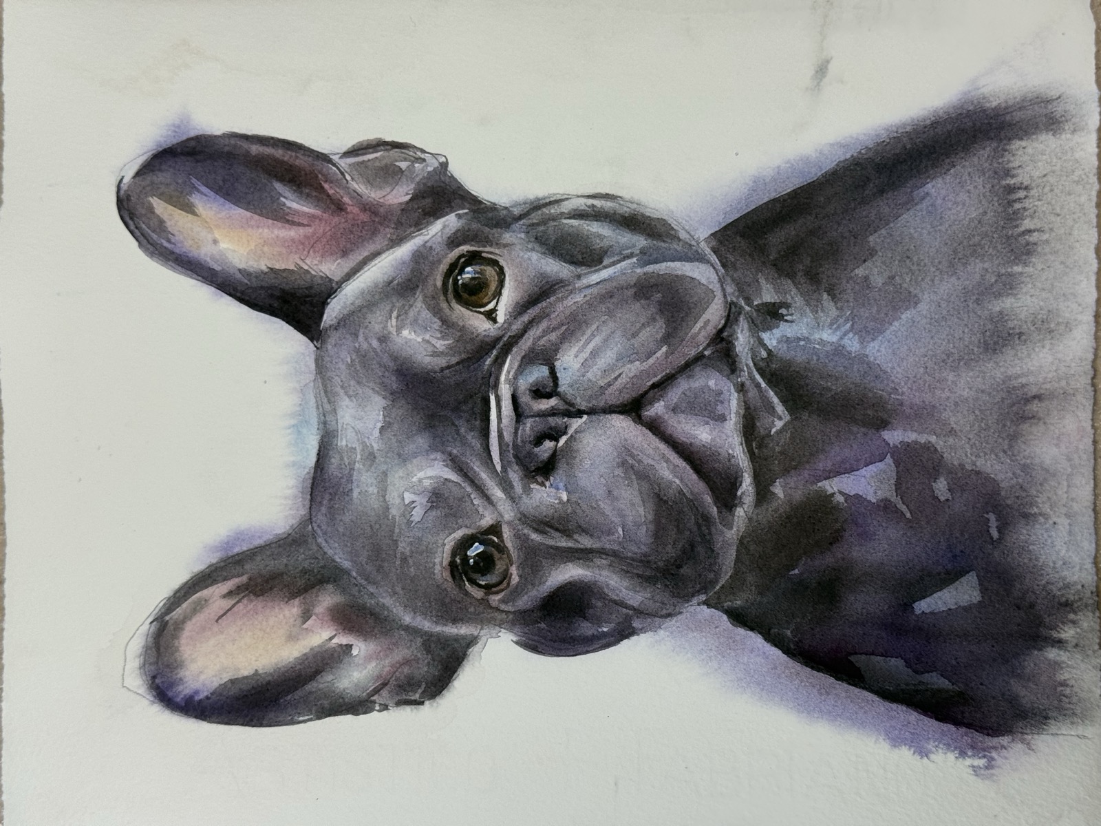 Watercolor portrait of French Bulldog